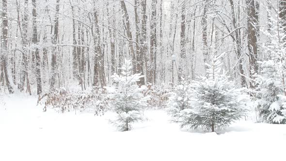 Beautiful Winter Snowy Forest