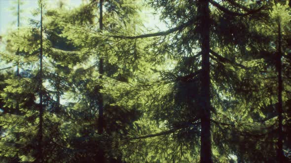 Green Cone Trees in Bright Sun Light