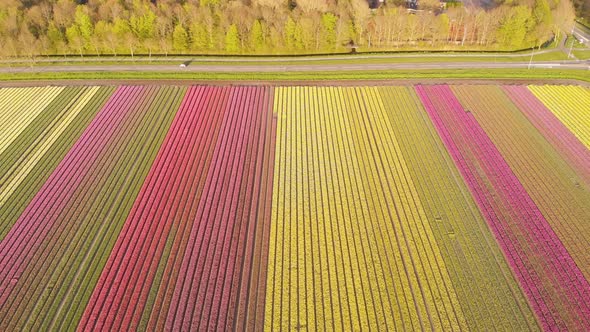 Aerial: tulip field farm in Netherlands countryside, colourful background