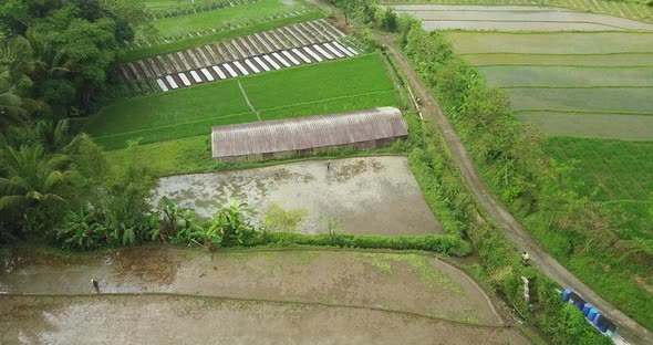 Aerial birds eye shot of tropical flooded rice paddies and farmers planting rice in Indonesia