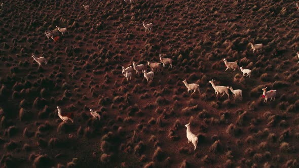 Aerial Drone, alpaca herd on a plain