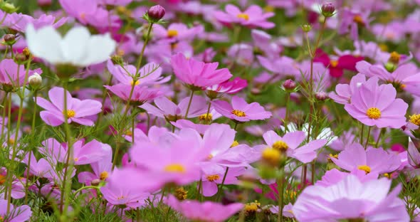 Pink cosmos flower garden