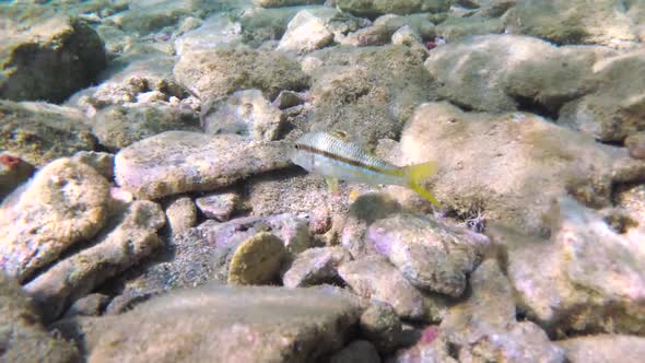 Colorful fish swimming close to camera in crystal clear waters in Crete Greece