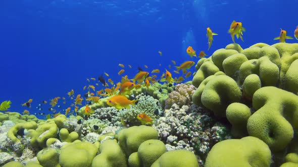 Tropical Fish on Vibrant Coral Reef