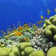 Tropical Fish on Vibrant Coral Reef - VideoHive Item for Sale