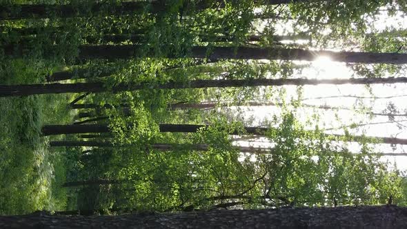 Vertical Video of a Forest with Pine Trees