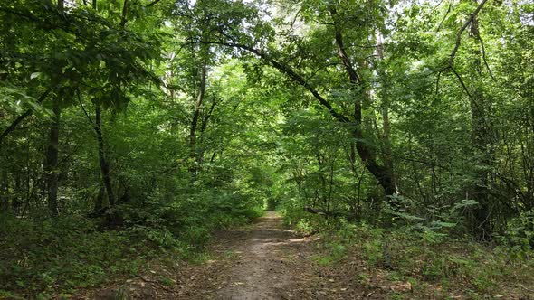 Forest with Trees on a Summer Day Slow Motion