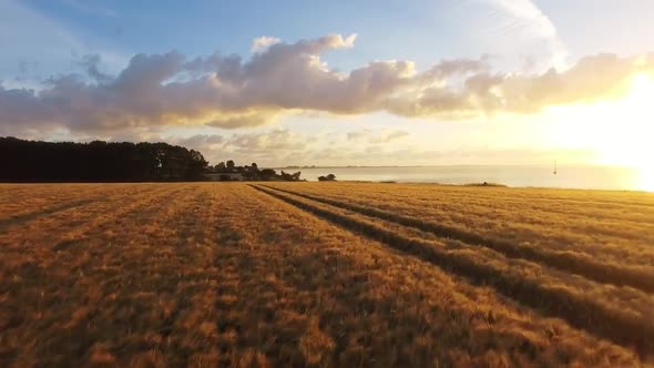 Drone Flight Over A Wheat Field At Sunrise