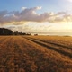 Drone Flight Over A Wheat Field At Sunrise - VideoHive Item for Sale