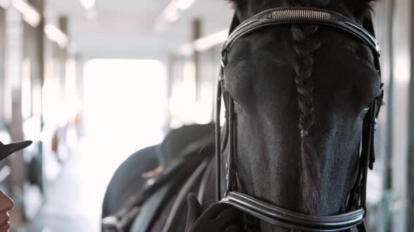 Rider Preparing a Largeblack Friesian Horse for Dressage Training