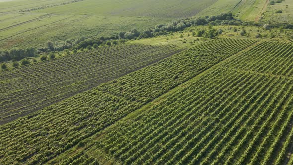 Italian Countryside Beautiful Farms and Vineyards Beautiful Aerial View