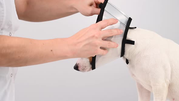 A Veterinarian Puts a Plastic Cone Collar on a Jack Russell Terrier Dog After a Surgery