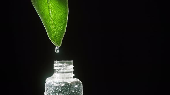 Dripping Leaf Juice Into Bottle Closeup Plant Oil