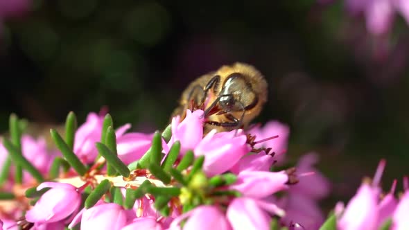 Macro shot of happy bee collecting pollen of pink flower during sunlight in wilderness. Vibrant colo