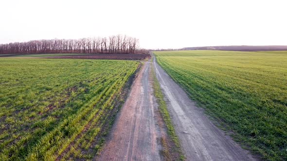 Field at sunset near forest