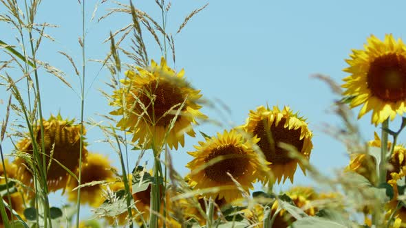 Beautiful Natural Plant Sunflower In Sunflower Field In Sunny Day 06