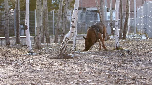 An Army Dog Sniffing and Searching for Something
