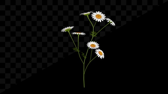 Chamomile Flower