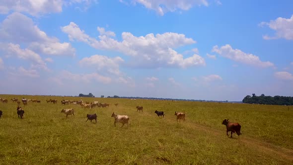 Still drone shot of cattle running through a dry field