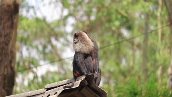 Lion-tailed macaque sitting on a roof looking around itself while chewing something.