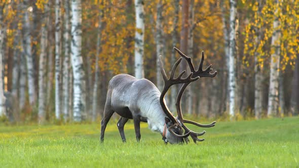 Deer on the Meadow Against Autumn Birch Background. Lapland, Finland