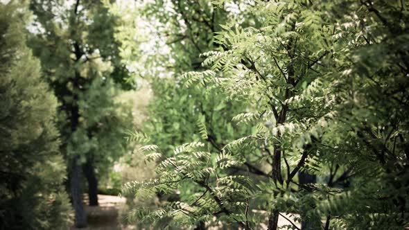 tree and swaying leaves in the forest