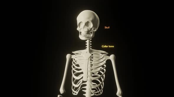 Zoom Out of Medical Skeleton with Bones Names Appearing