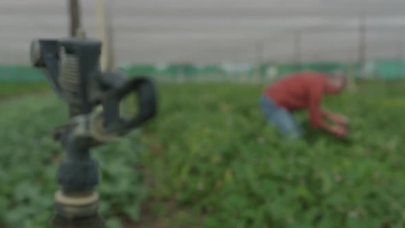 Mature man working on farm