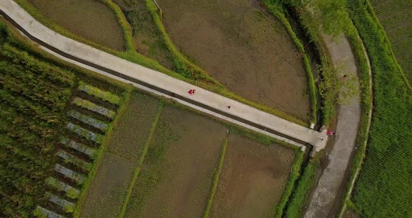 Local people walking on a path between rice fields in Tonoboyo countryside, Aerial top down view, In