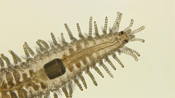 a Sea Ciliary Worm of the Syllidae Family Under a Microscope, Differs in Others By the Presence  alt