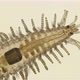 a Sea Ciliary Worm of the Syllidae Family Under a Microscope, Differs in Others By the Presence  - VideoHive Item for Sale