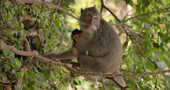 Baby Monkey in Hugs of His Mother  Bali Indonesia