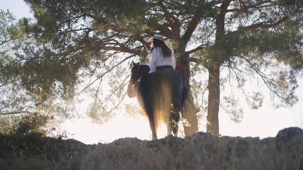 Graceful Horse Turning in Sunshine Standing on Hill with Rider on Back