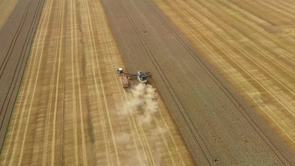 Harvester Harvests Wheat Crop On Field