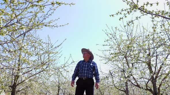 Senior Farmer Worker with Hat Goes Walk in to Inspected Its Flowering Orchard