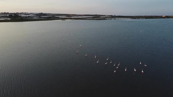 Video from above of Pink Flamingos swimming in a pond in Vendicari Natural reserve, Sicily, Italy