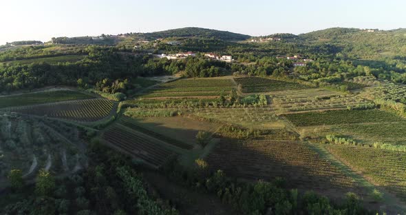 Aerial view of beautiful countryside at sunset with vineyard, Croatia.