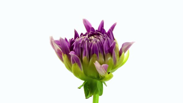Time Lapse Dahlia Flower Opening