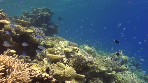 static view of a coral reef with staghorn coral and reef fishes in the Maldives