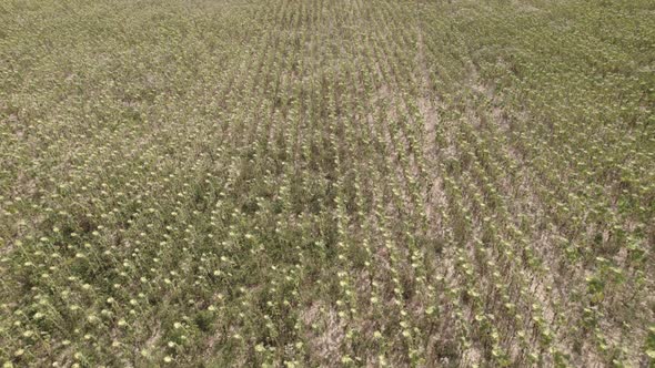 Dried Sunflower Effects of Global Warming and Heat Temperatures