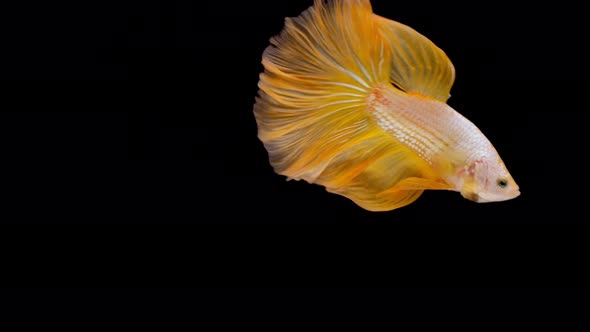 Siamese fighting fish (Betta splendens) alt
