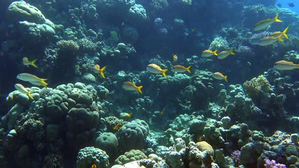 Blue and gold Fusilier (Caesio Caerulaurea, Scissor-tailed) swimming  deep underwater.