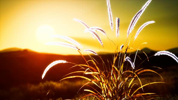 Wild Flowers on Hills at Sunset