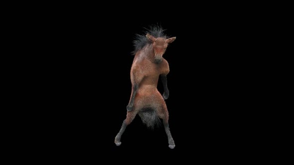 26 Horse Dancing HD