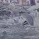 Seagulls On a River Waiting For Fish - VideoHive Item for Sale