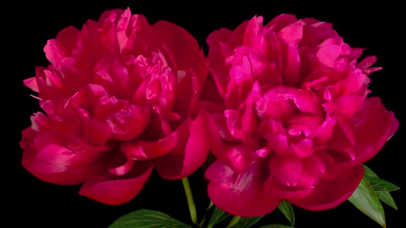 Time Lapse of Beautiful Red Peony Flowers Blooming