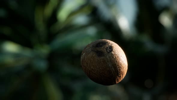 Extreme Slow Motion Falling Coconut in Jungle