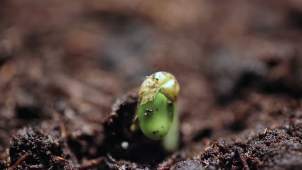 Plants Growing in Groung Sprigtime Timelapse. Germitating Sprouting Seeds