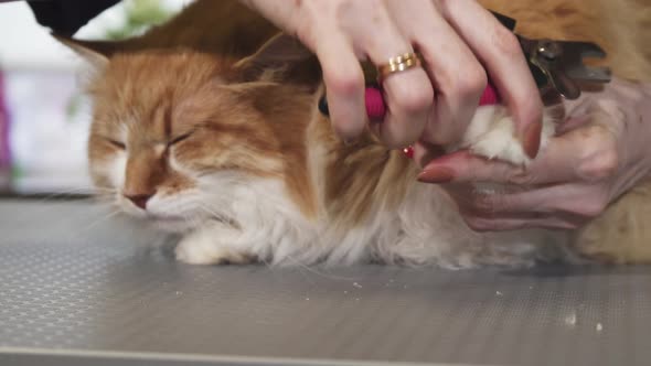 Close Up of a Cute Fluffy Ginger Cat Getting His Claws Cut By a Vet