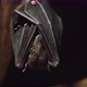 Egyptian flying dog Nile winged Rousettus aegyptiacus hangs upside down and sleeps. - VideoHive Item for Sale